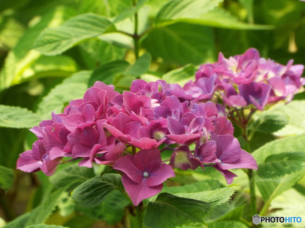 日本庭園の紫陽花2