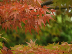 初秋の日本庭園7