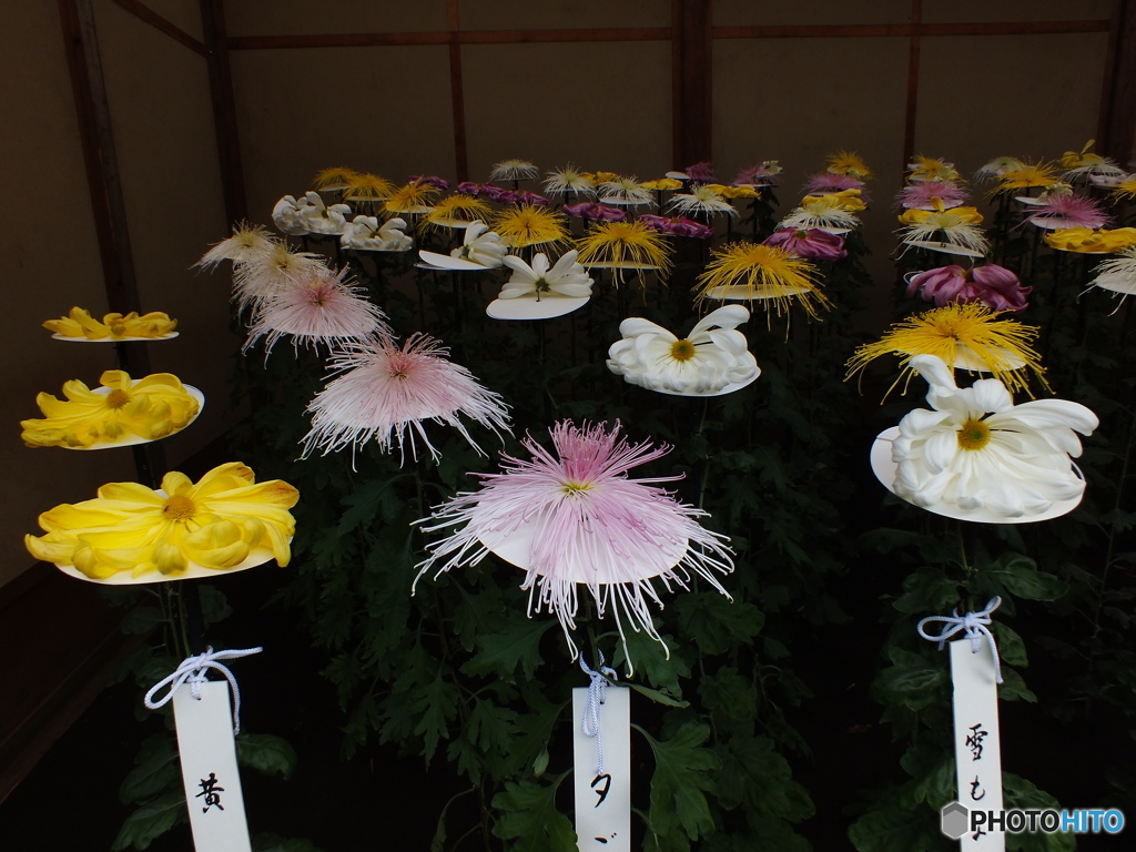 新宿御苑・菊花展18