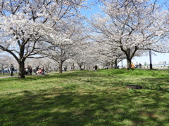 サクラ15