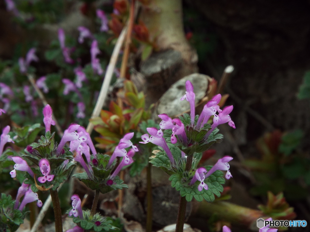 仏の座 （ほとけのざ）