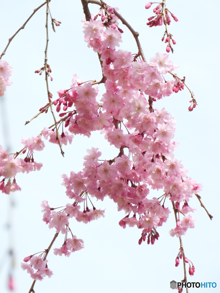 枝垂れ桜1