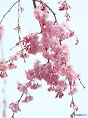 枝垂れ桜1