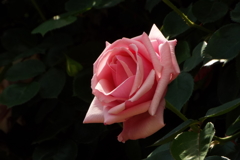 智光山公園・薔薇16