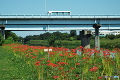 入間川沿いを散策5