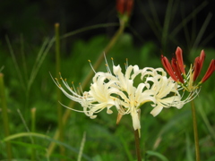 曼珠沙華6