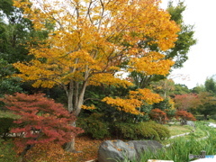 紅葉の日本庭園35