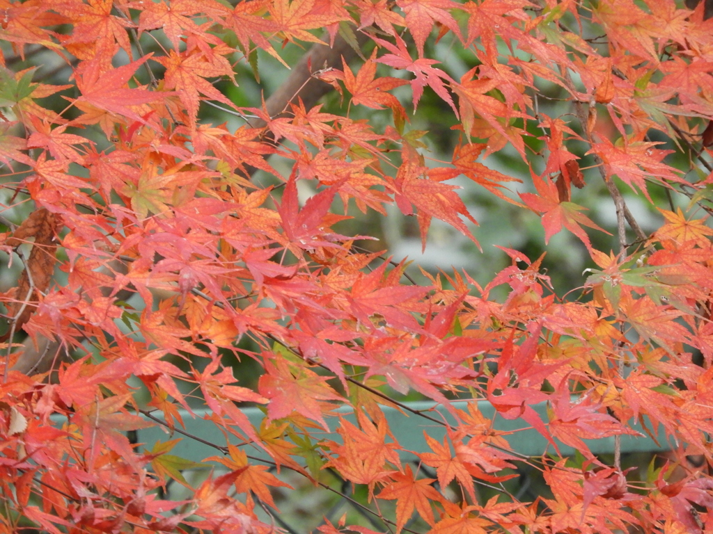 紅葉1