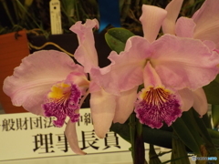 蘭展12