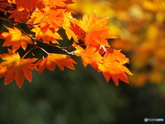 紅葉の日本庭園23