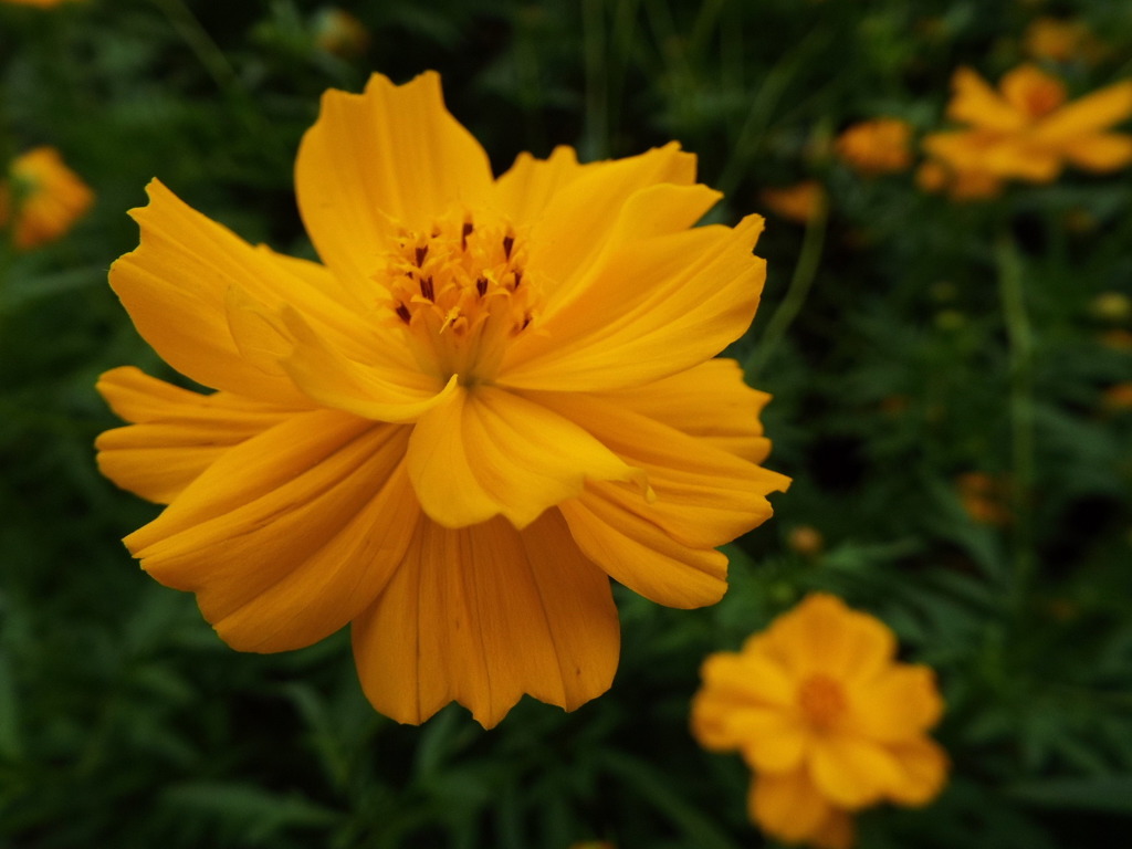 キバナコスモス2