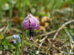 カタクリの花12