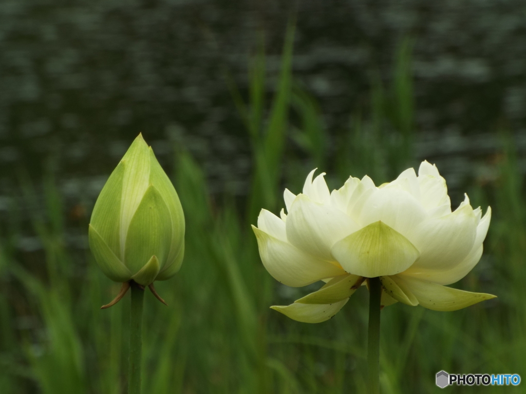 昭和記念公園・蓮4