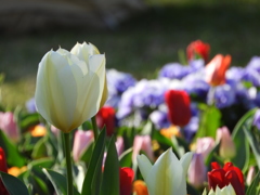 稲荷山公園・桜花壇2