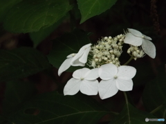 東京都薬用植物園・紫陽花13