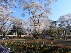稲荷山公園・桜7