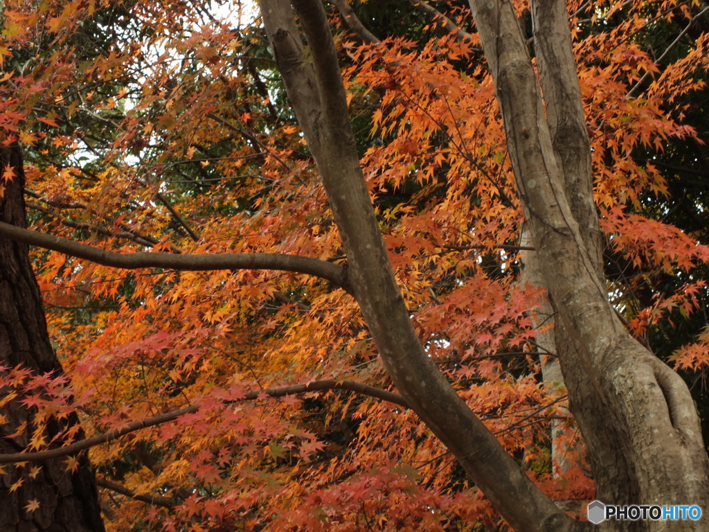 紅葉の能仁寺4