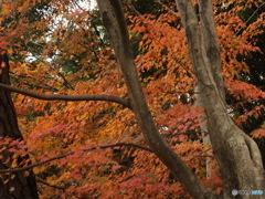 紅葉の能仁寺4