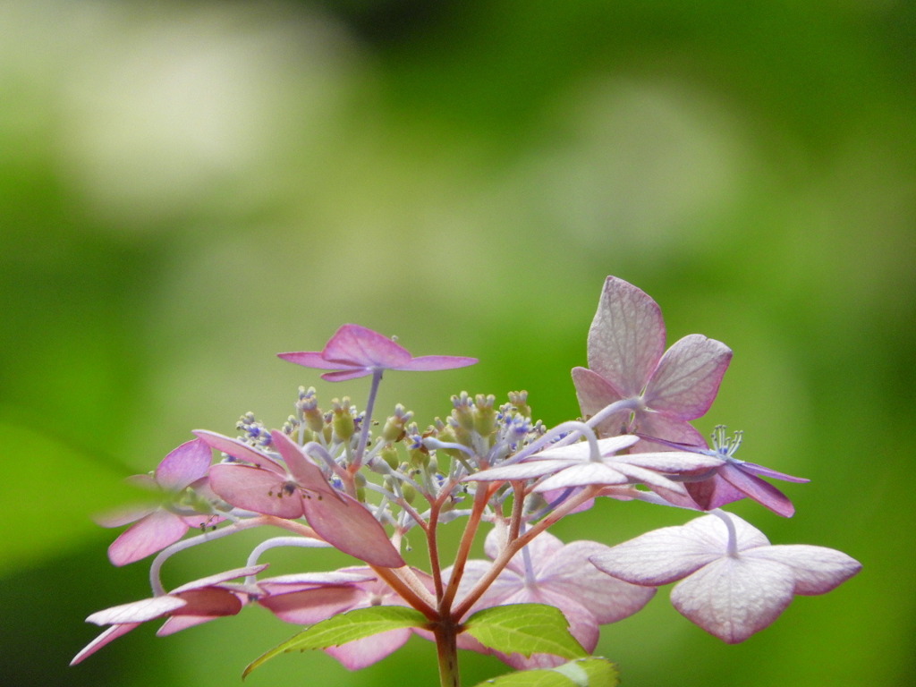 豊島園・紫陽花1