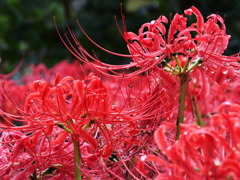 曼珠沙華3
