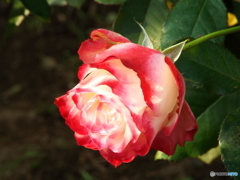 新宿御苑・秋薔薇18