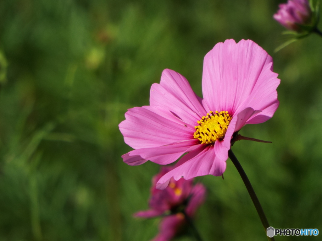 秋桜1