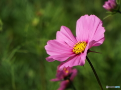 秋桜1