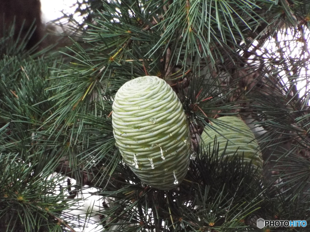 ヒマラヤ杉の実