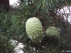 ヒマラヤ杉の実