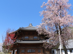 天岑寺桜4