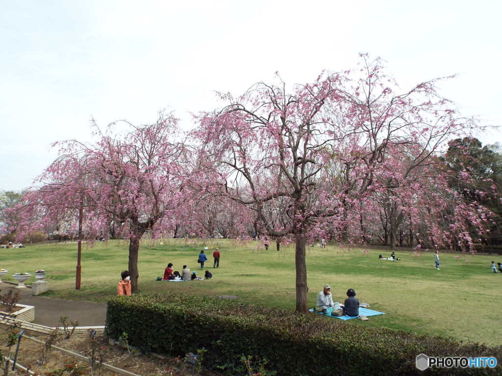 枝垂れ桜8