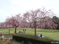 枝垂れ桜8