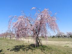 枝垂れ桜1