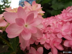 豊島園・紫陽花8