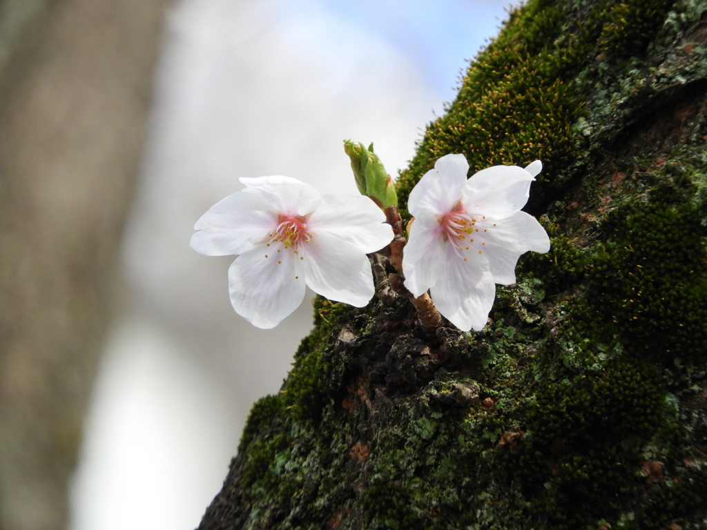 桜10
