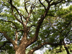 皇居東御苑10