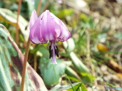 カタクリの花 5