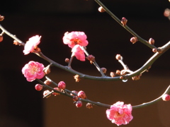 紅梅4