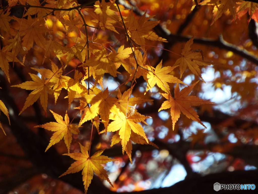 紅葉14