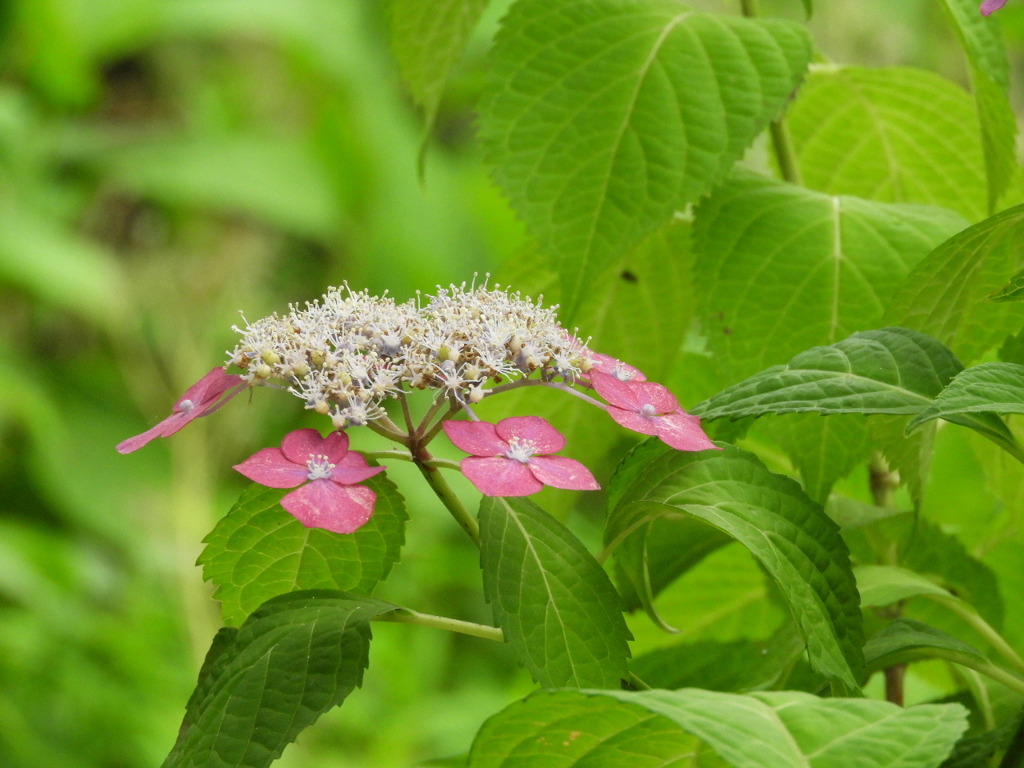 豊島園・紫陽花16