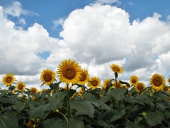 DSCF0031