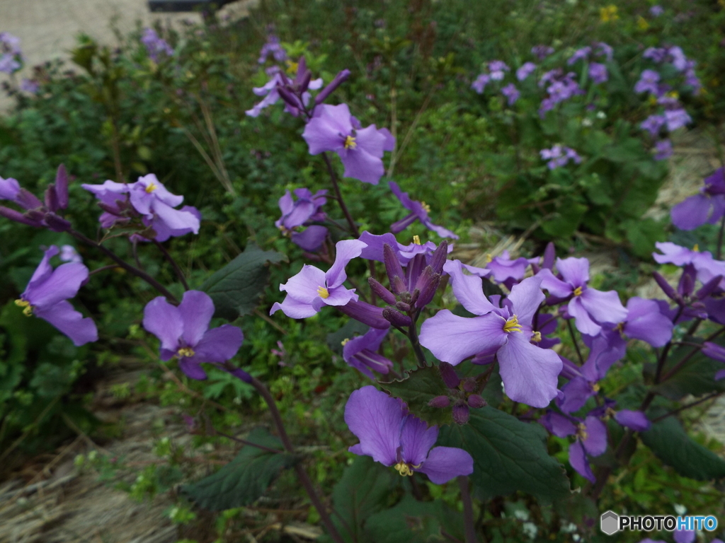 諸葛菜（しょかっさい）2