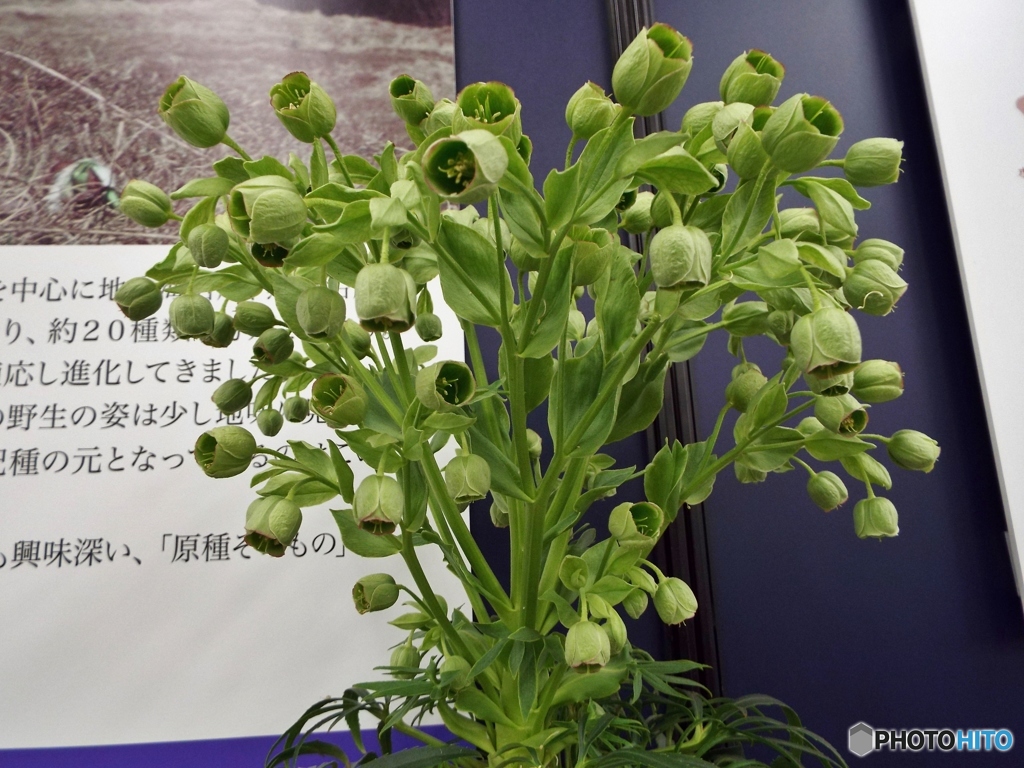 クリスマスローズの世界展41