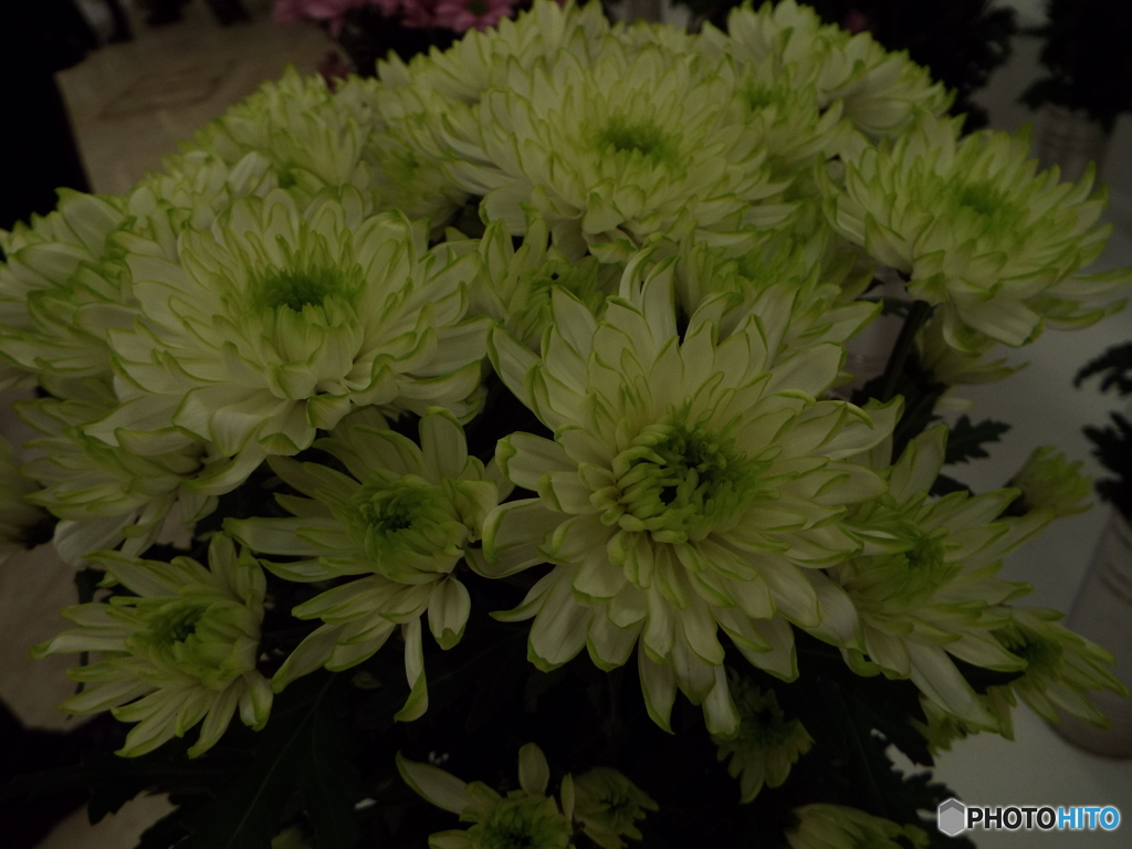 菊17