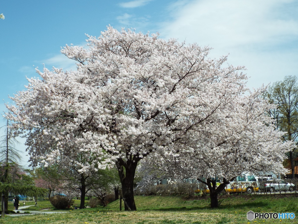 桜1