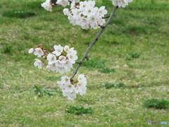 桜1