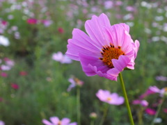 秋桜5