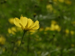 昭和記念公園・秋桜 13