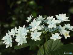 昭和記念公園・紫陽花5