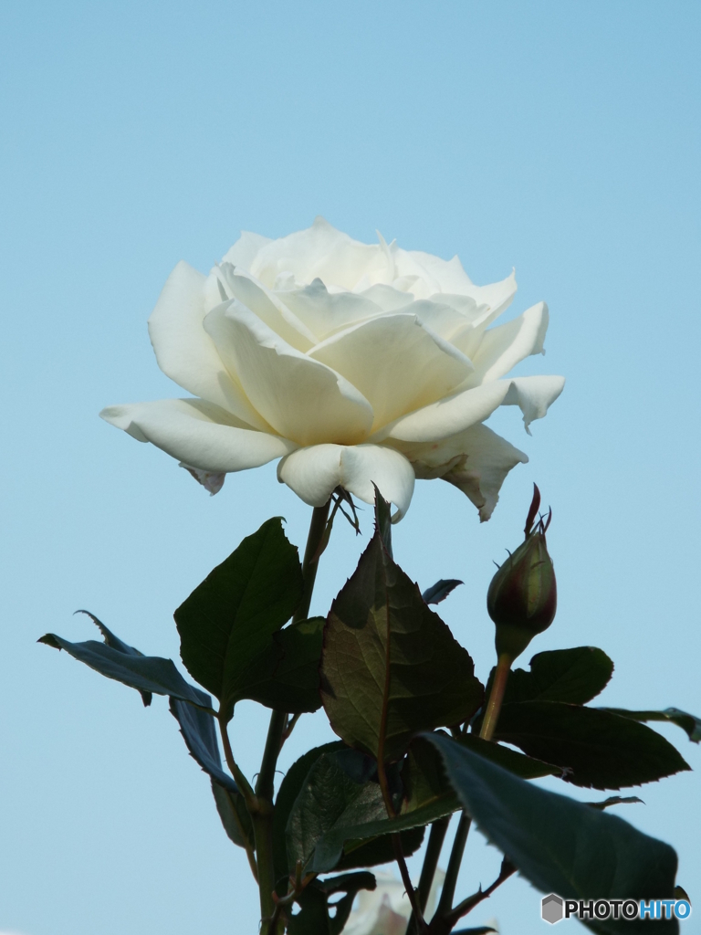 新宿御苑・秋薔薇4